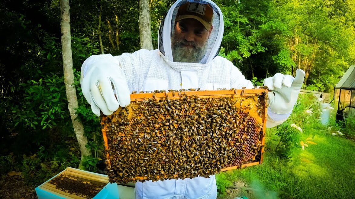 First Honey Bees: A Sweet Arrival!