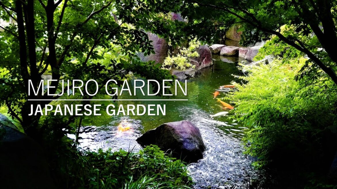 Koi Pond | Ducks | Small Japanese Garden Tour rich in nature | Majiro Garden Koi Pond | Ducks | Small Japanese Garden Tour rich in nature | Majiro Garden