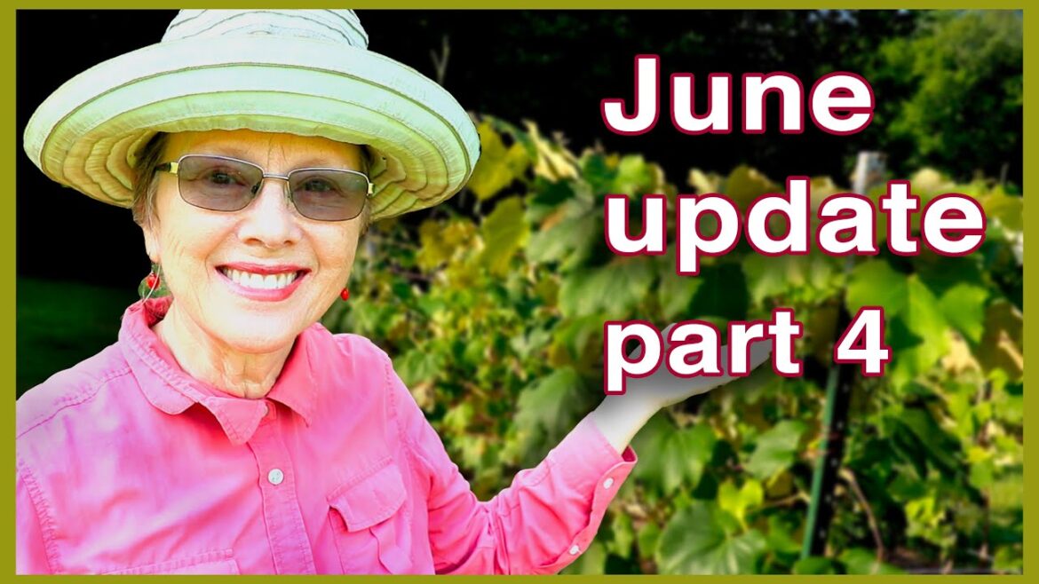 WHAT'S EATING MY GRAPES?!! Vineyard | June Garden Update Part 4