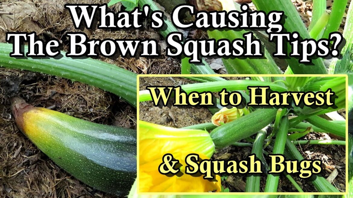Gary Pilarchik: Growing Summer Squash & Zucchini: When to Harvest, Brown Tips Cause, Managing Squash Bugs Growing Summer Squash & Zucchini: When to Harvest, Brown Tips Cause, Managing Squash Bugs