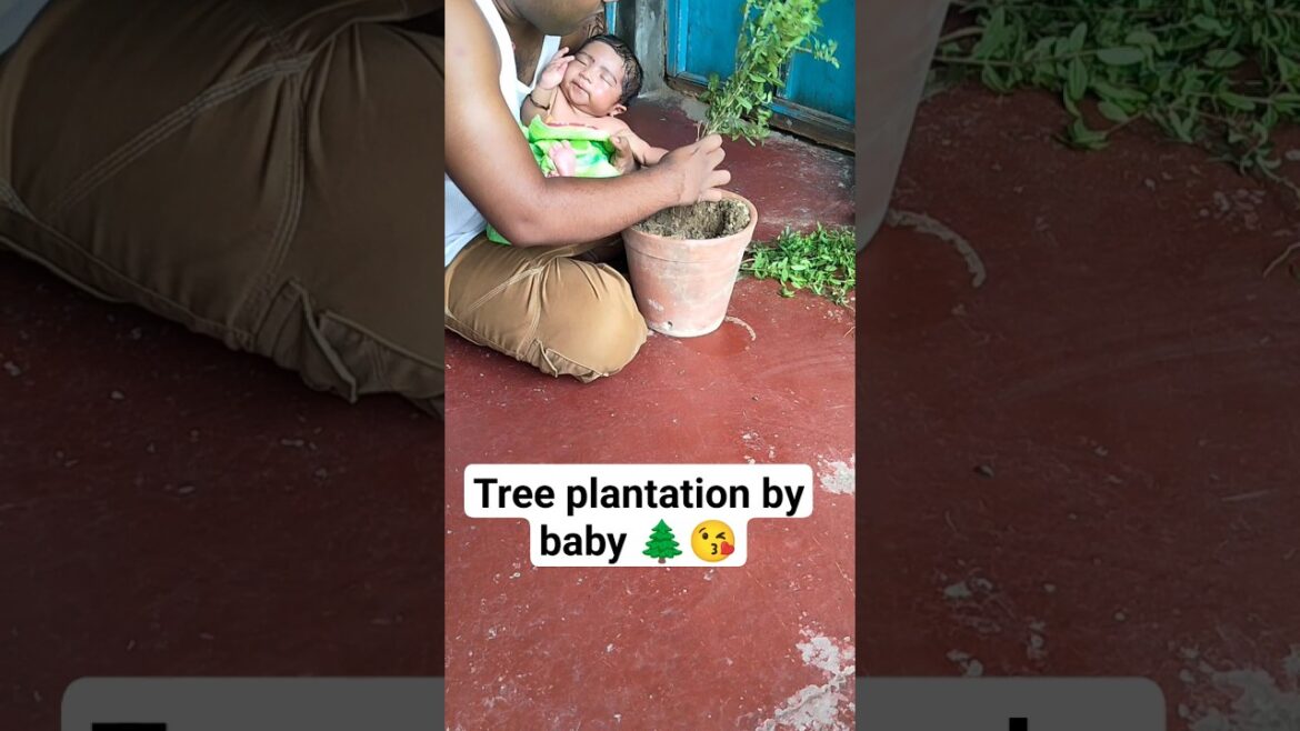 Cute Baby Plant Trees: The Cutest Trend Taking Over YouTube! 🌲😘 #ytshorts #trending #shorts