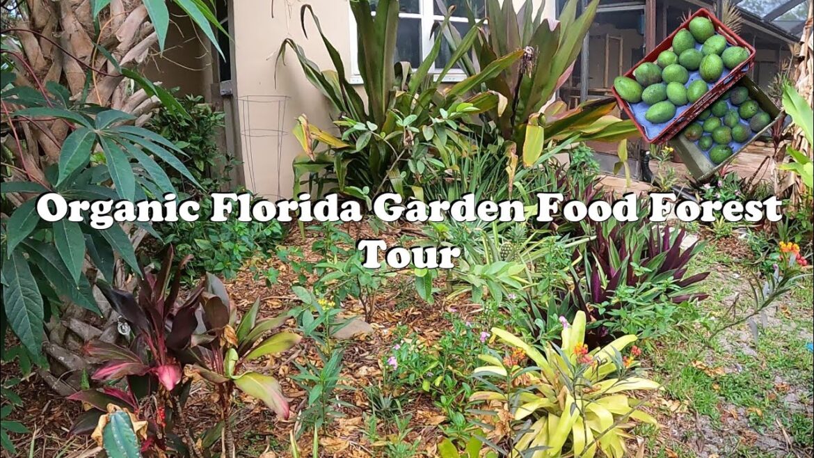 Florida Organic Edible / Tropical Fruit Garden Food Forest Tour | May Zone 10a Florida Organic Edible / Tropical Fruit Garden Food Forest Tour | May Zone 10a