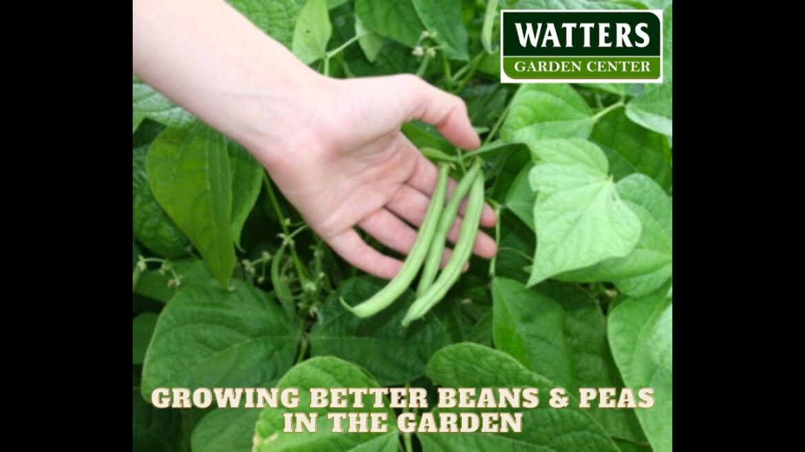Top 10 Insider Garden Tips – Growing Better Beans & Peas in the Garden