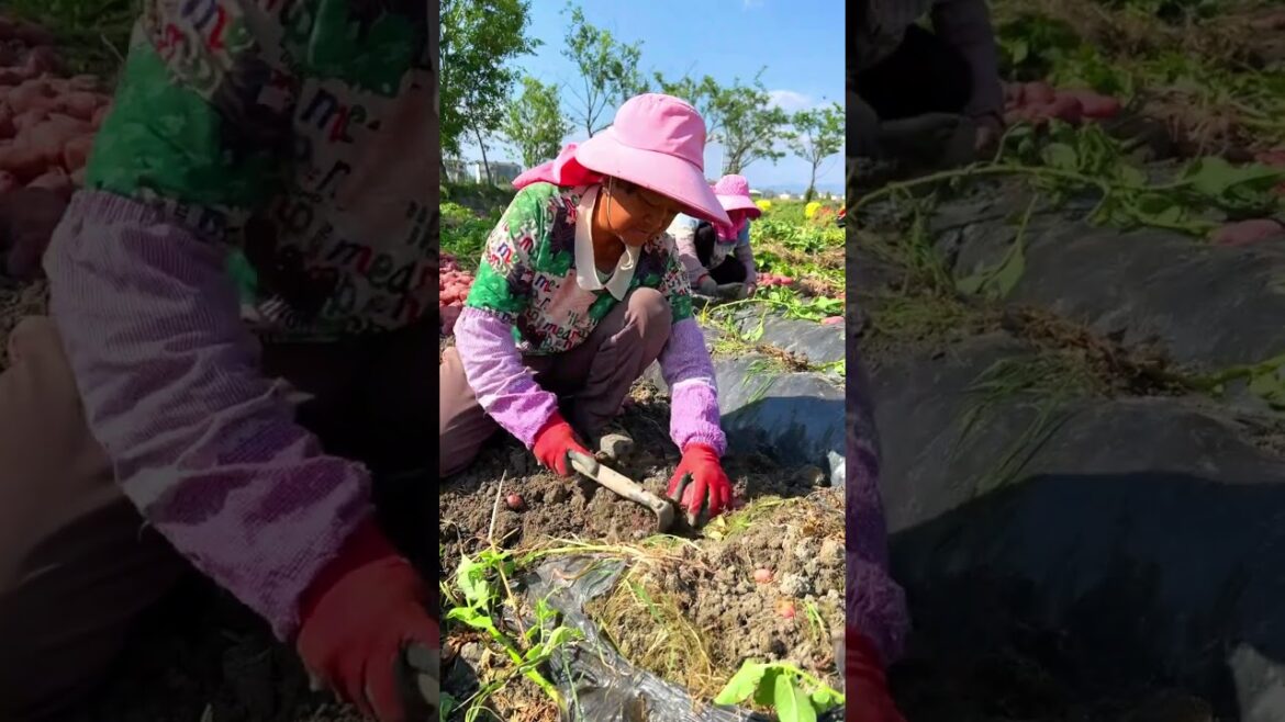 Red Potatoes farming! #agriculture #harvesting