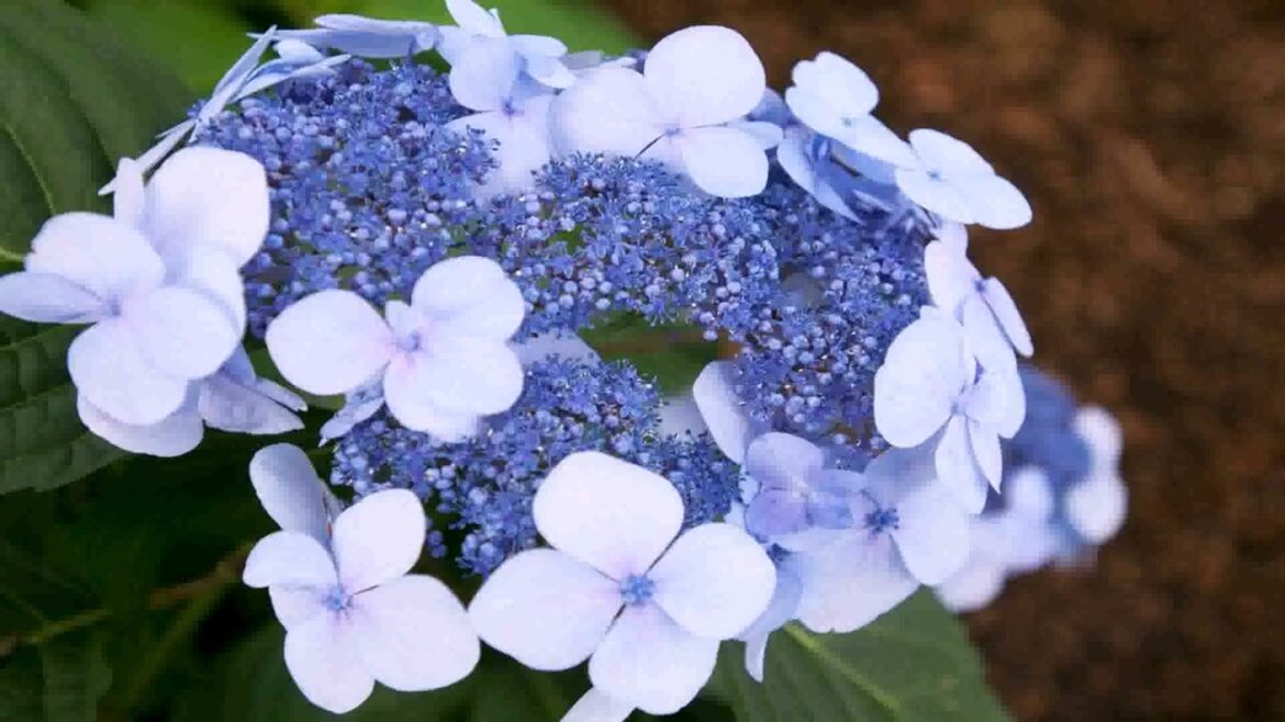 Front Yard Landscaping Ideas With Hydrangeas