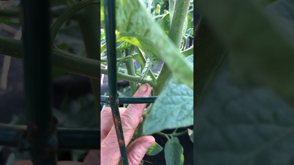 Tomato plant sucker identification and removal. #tomatoplants #vegetablegardening #garden #tomato
