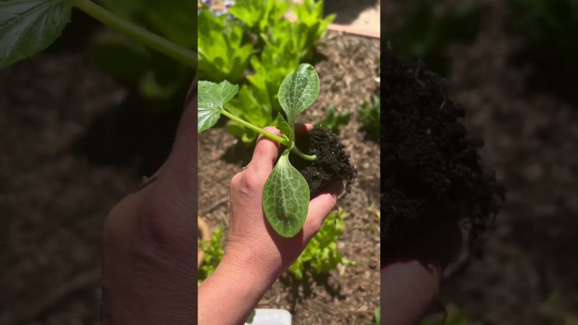 Home Gardening Soil Blocks Squash Planting of Seedlings! 🌱 Home Gardening Soil Blocks Squash Planting of Seedlings! 🌱