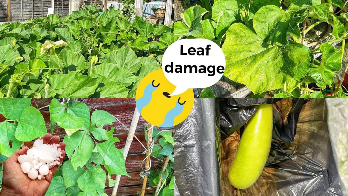 GARDENING DISASTER HAILSTONES IN JUNE | GARDENING UPDATE | SHOKHER BAGAN UK 2023 GARDENING DISASTER HAILSTONES IN JUNE | GARDENING UPDATE | SHOKHER BAGAN UK 2023