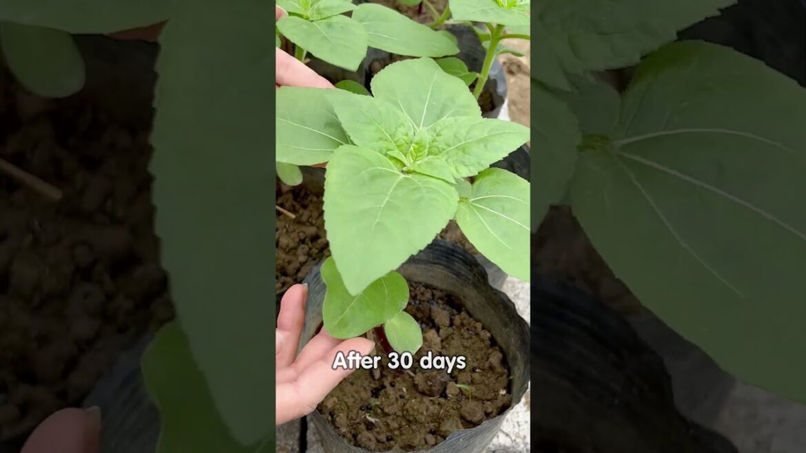 Beautiful front yard landscaping and sun flower care for beginners