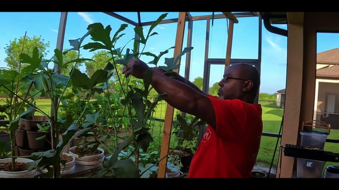 Okra || It's Uses and Benefits