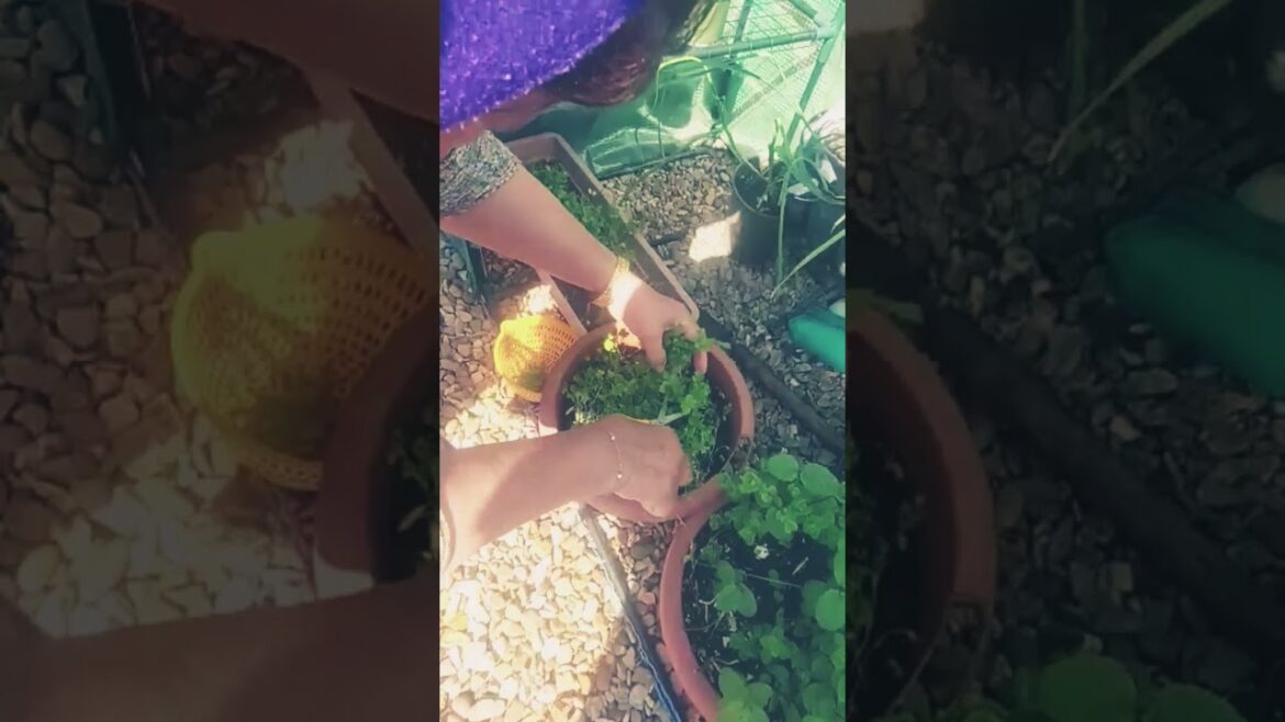 Gardening with Noni #viral #trends #shorts #garden
