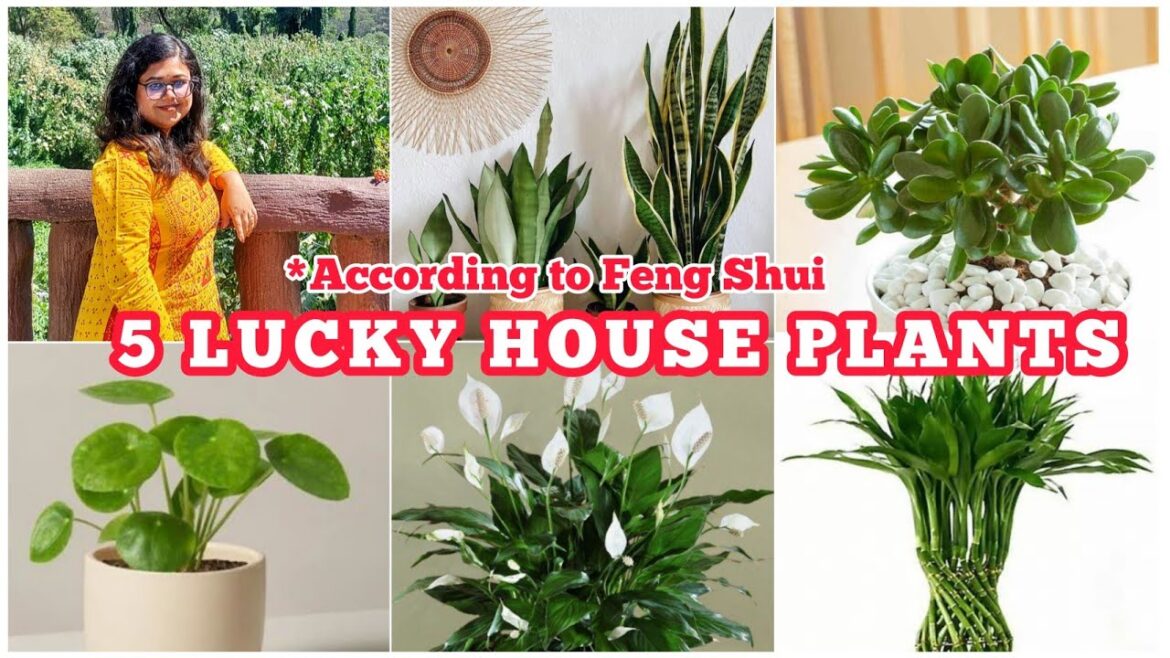 Top 5 Lucky House Plants #indoorplants 5 Vastu Plants #fengshuihouseplant @IMGARDENER 🌿 Top 5 Lucky House Plants #indoorplants 5 Vastu Plants #fengshuihouseplant @IMGARDENER 🌿