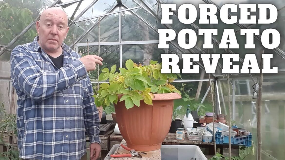 Forced Potato Reveal [Gardening Allotment UK] [Grow Vegetables At Home ]