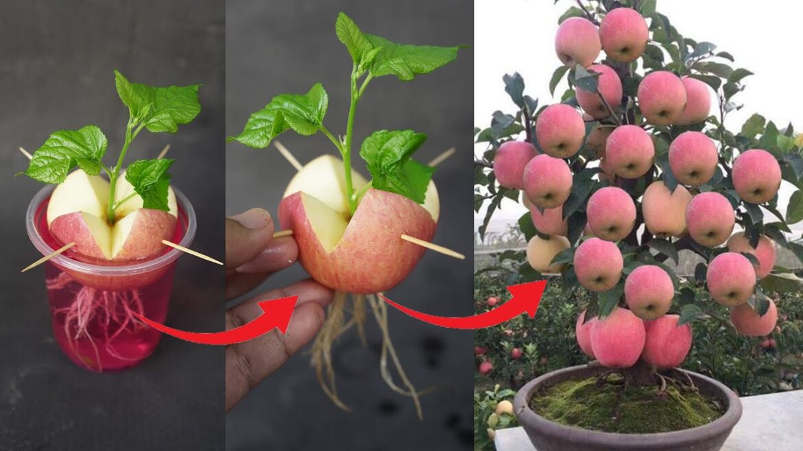 Very New Garden Tips To Grow Apple Tree From Apple Very Fast