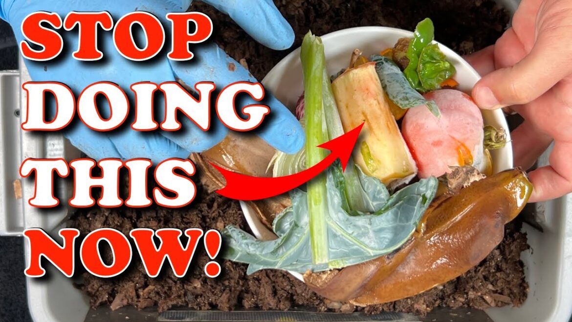 When To Stop Feeding Compost Worms Slow Food | Vermicompost Worm Farm