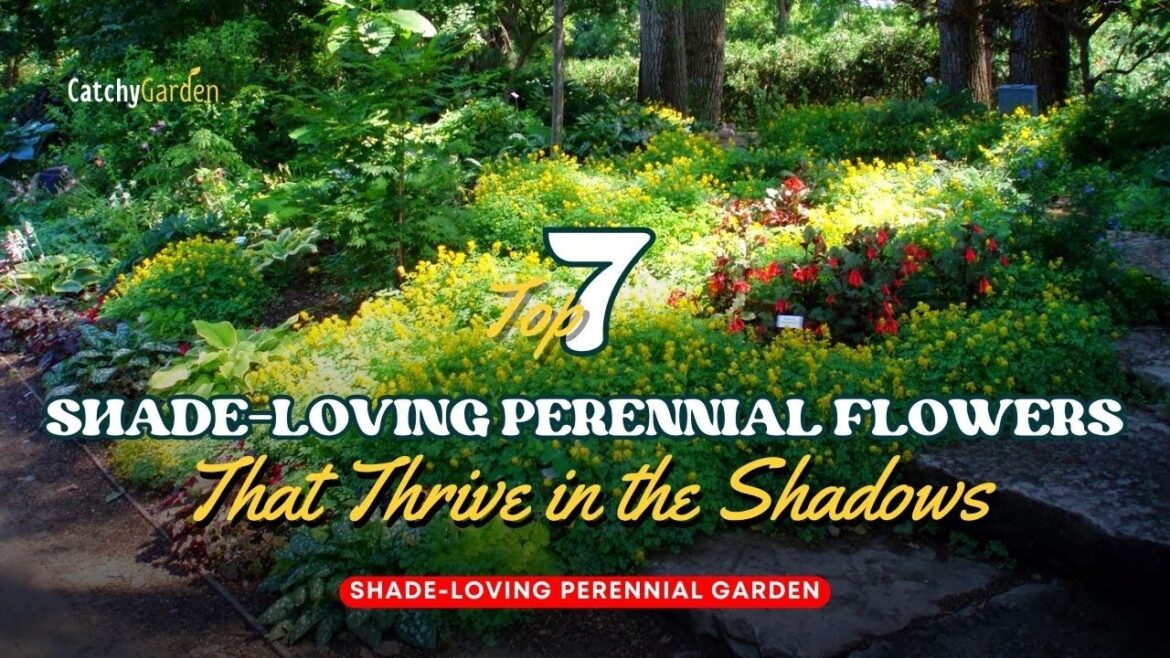 Shade loving perennial: 7 Spectacular Shade Loving Perennial Choices 🌷🎉🌸 // Gardening Ideas