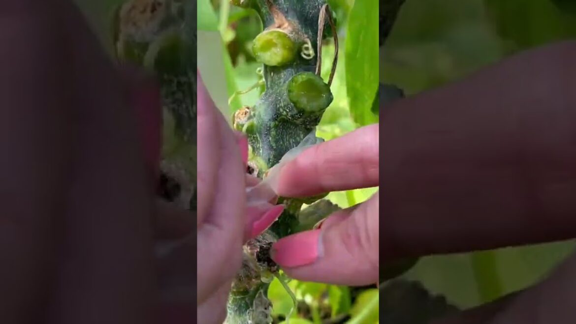 Follow for more gardening tips and tricks π¨βπΎπ§Ίπ±π‘ #shorts #viral #diy #hack #plants #plantslover Follow for more gardening tips and tricks π¨βπΎπ§Ίπ±π‘ #shorts #viral #diy #hack #plants #plantslover