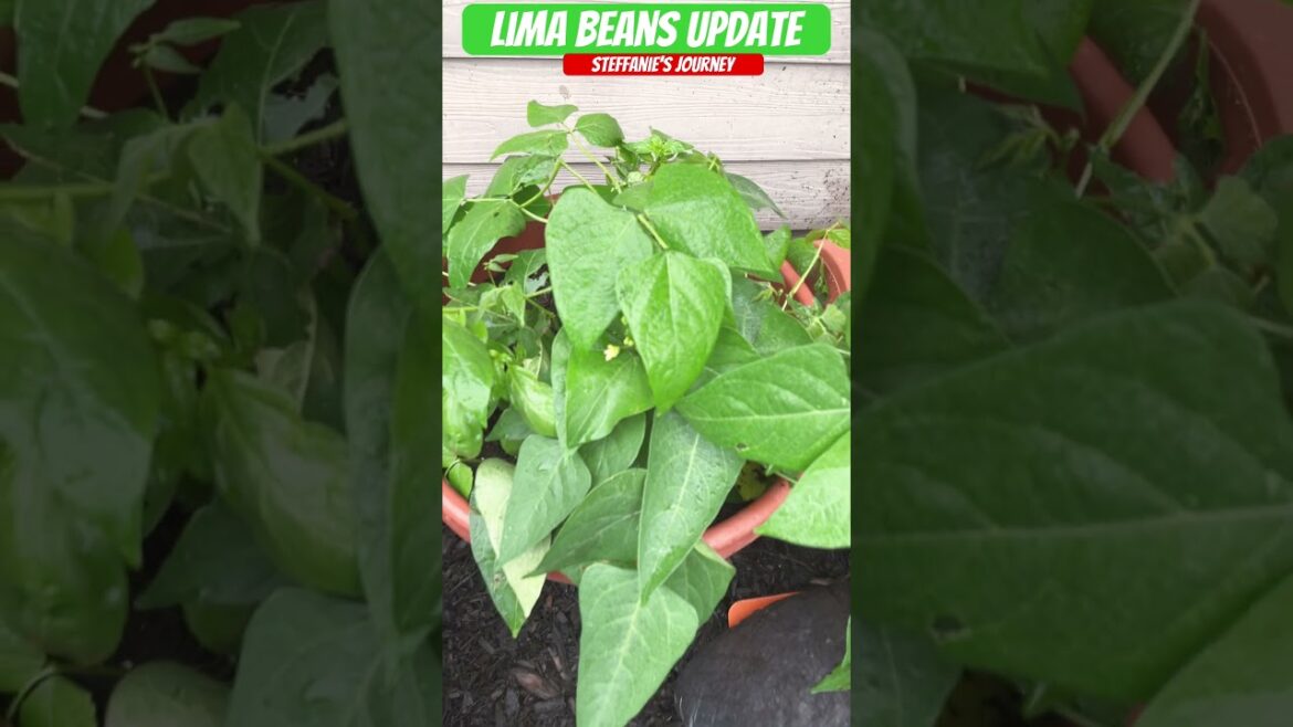 Lima Bean Update || Zone 7B || Urban Gardening || Shorts 118 || Steffanie’s Journey