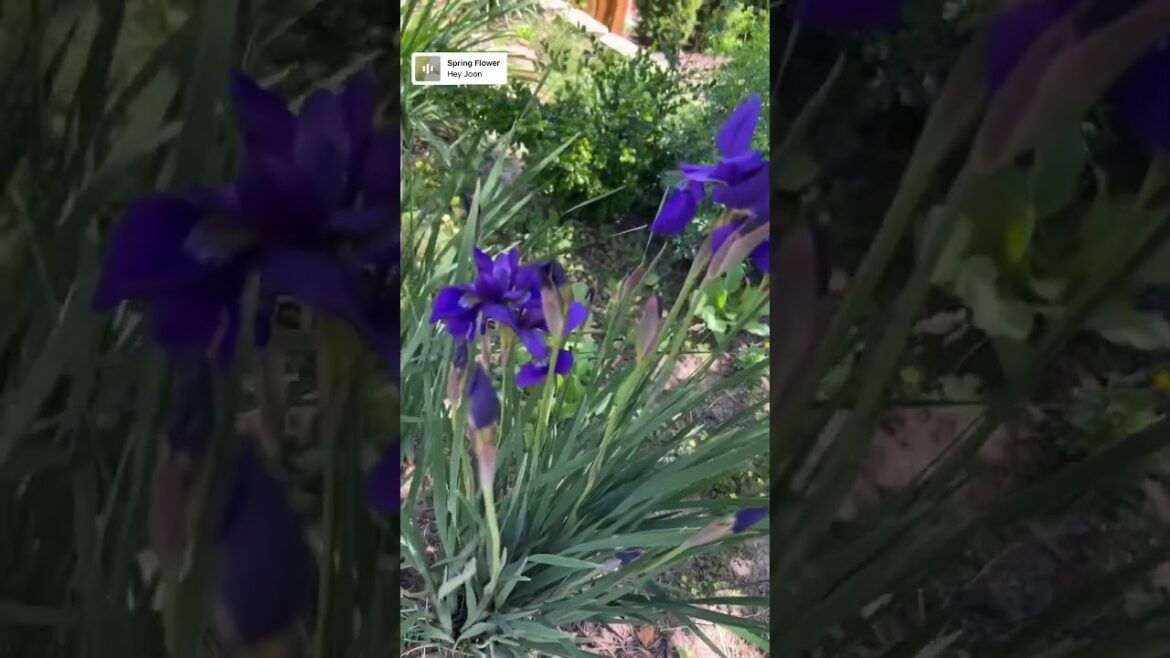 Home Gardening Spring Flowers 🌼