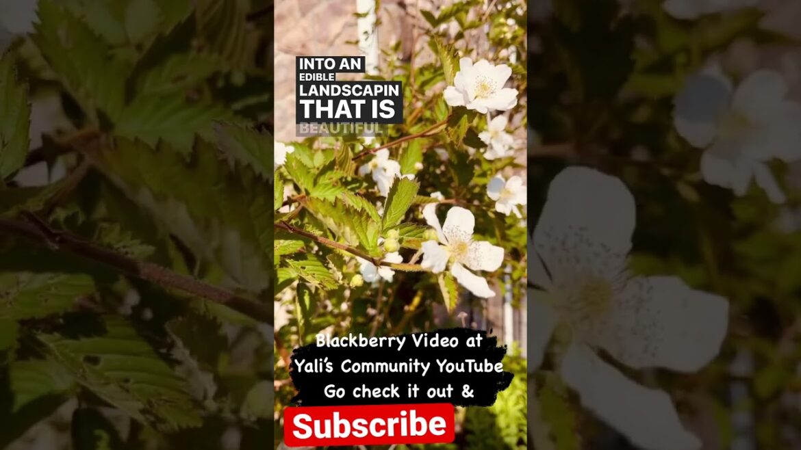 Go Check the Video - on Blackberry (Navaho Thornless Erect Blackberry) for more information.