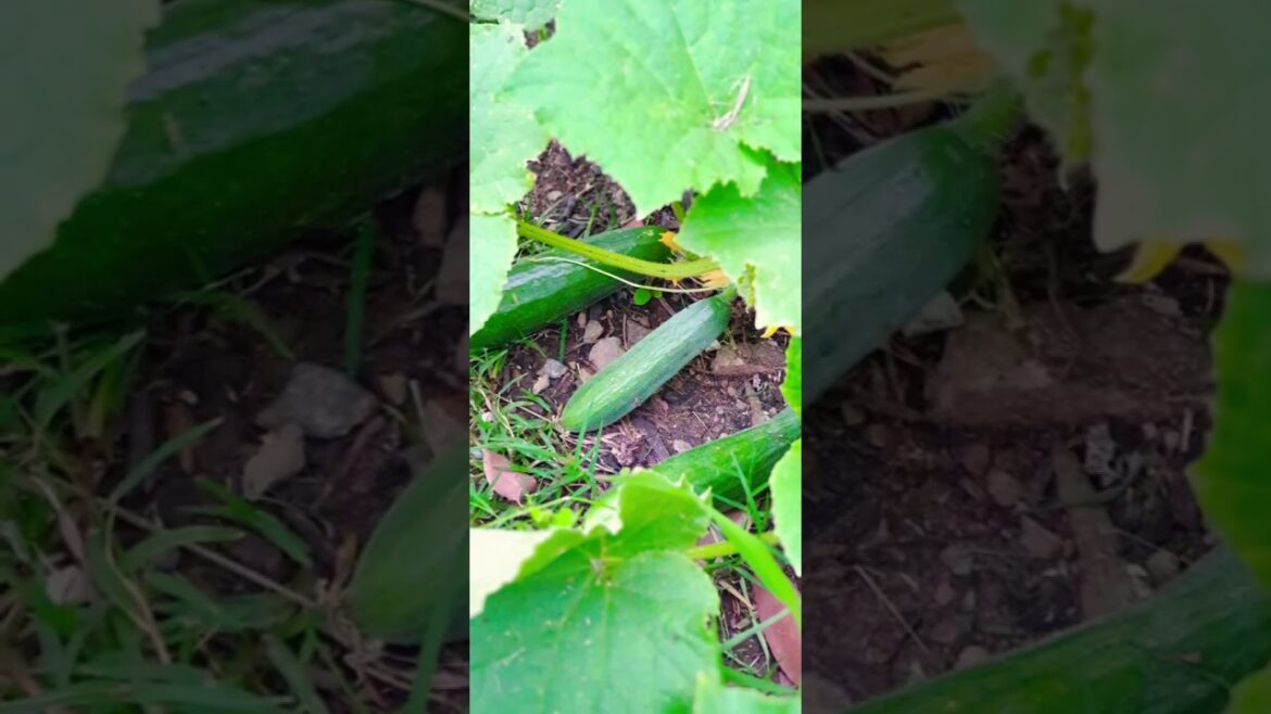 My backyard garden π #shorts My backyard garden π #shorts