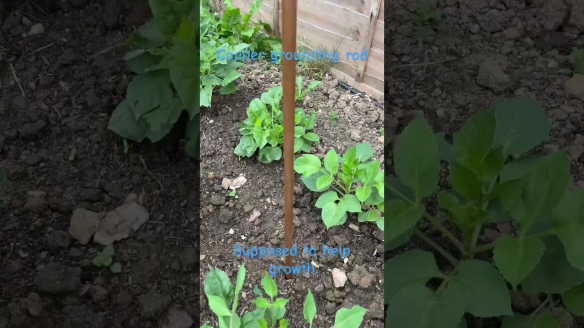 Boost Plant Growth with Copper Grounding Rods | Garden Tips