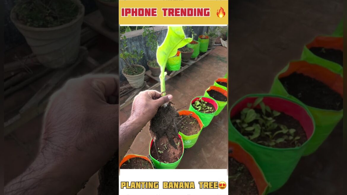 Banana tree planting 😍| iPhone Trends🔥|madithottam|gardening #madithottam #gardening #iphonetricks