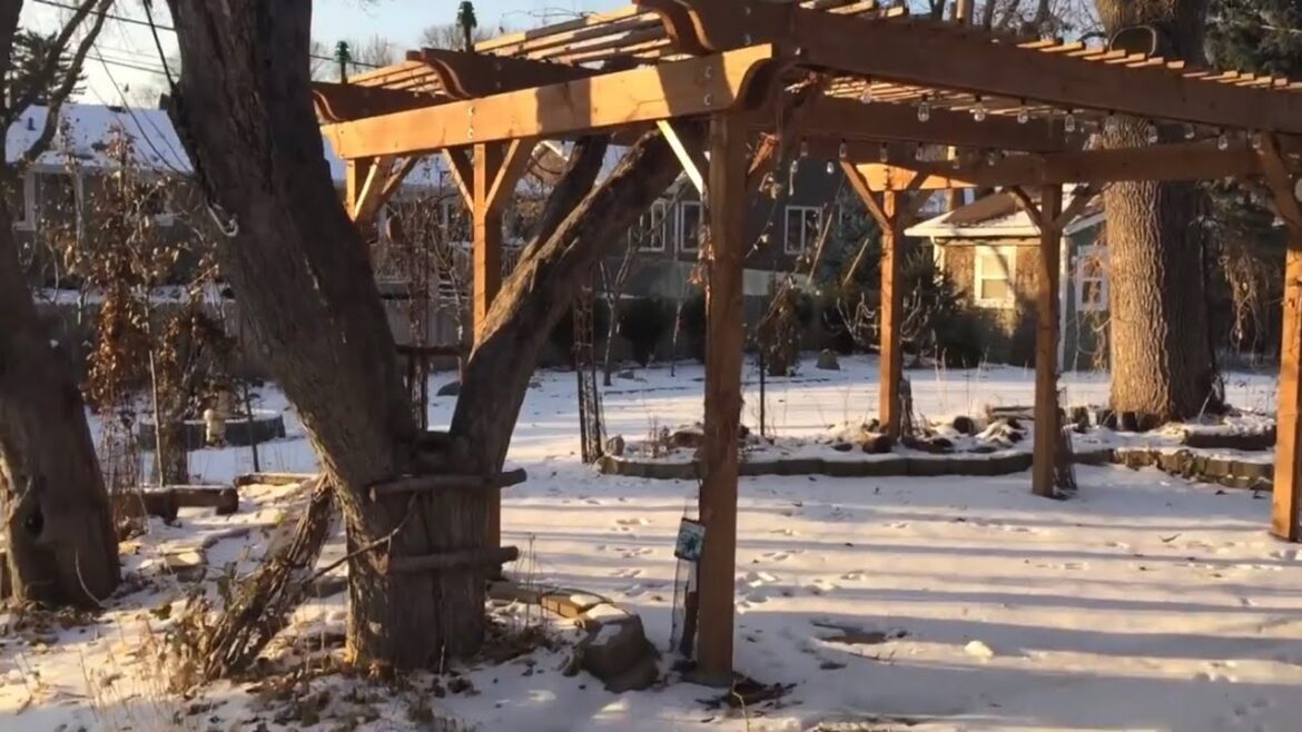 Urban Gardening ~ Edible Landscaping ~ #12 ~ Middle Of December In Minnesota