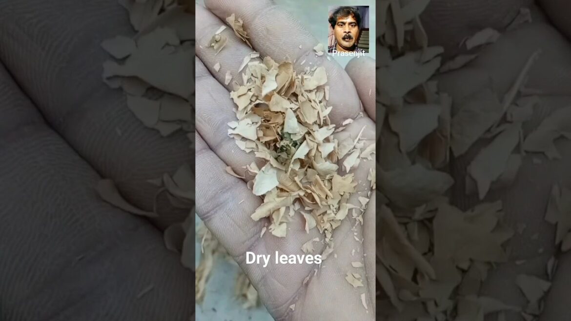 Using dry leaves for plants #shorts #using #dry #leaves