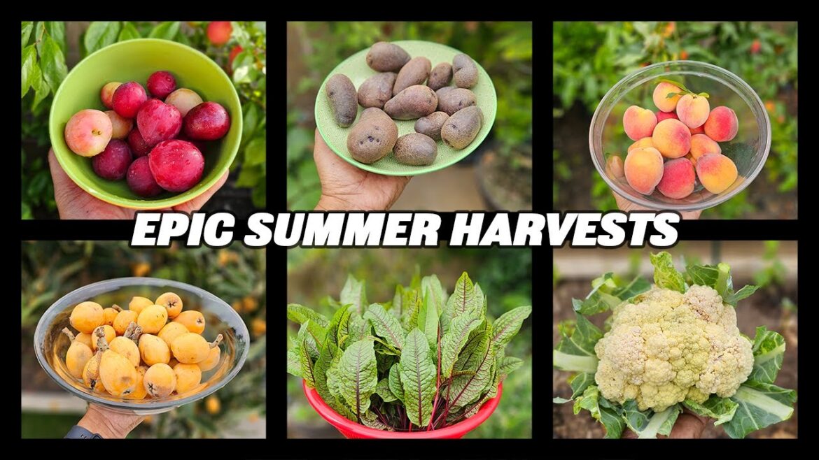 Get Ready to Be Amazed by Epic Summer Harvests: June 2023 Garden Tour & Tips!