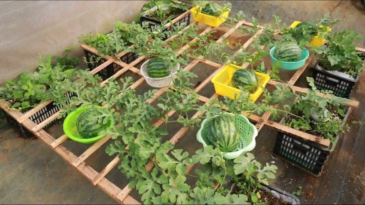 Vegetable Garden Design Ideas Philippines