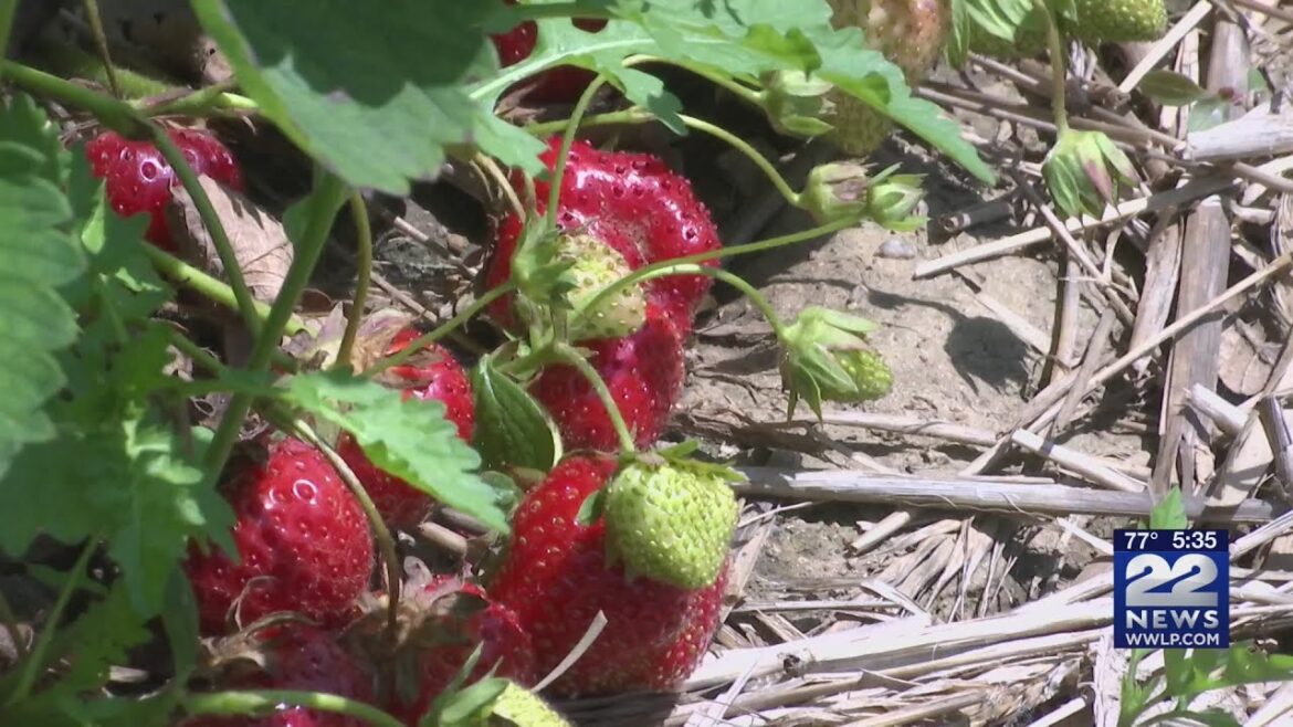 Local strawberry supply limited as season continues