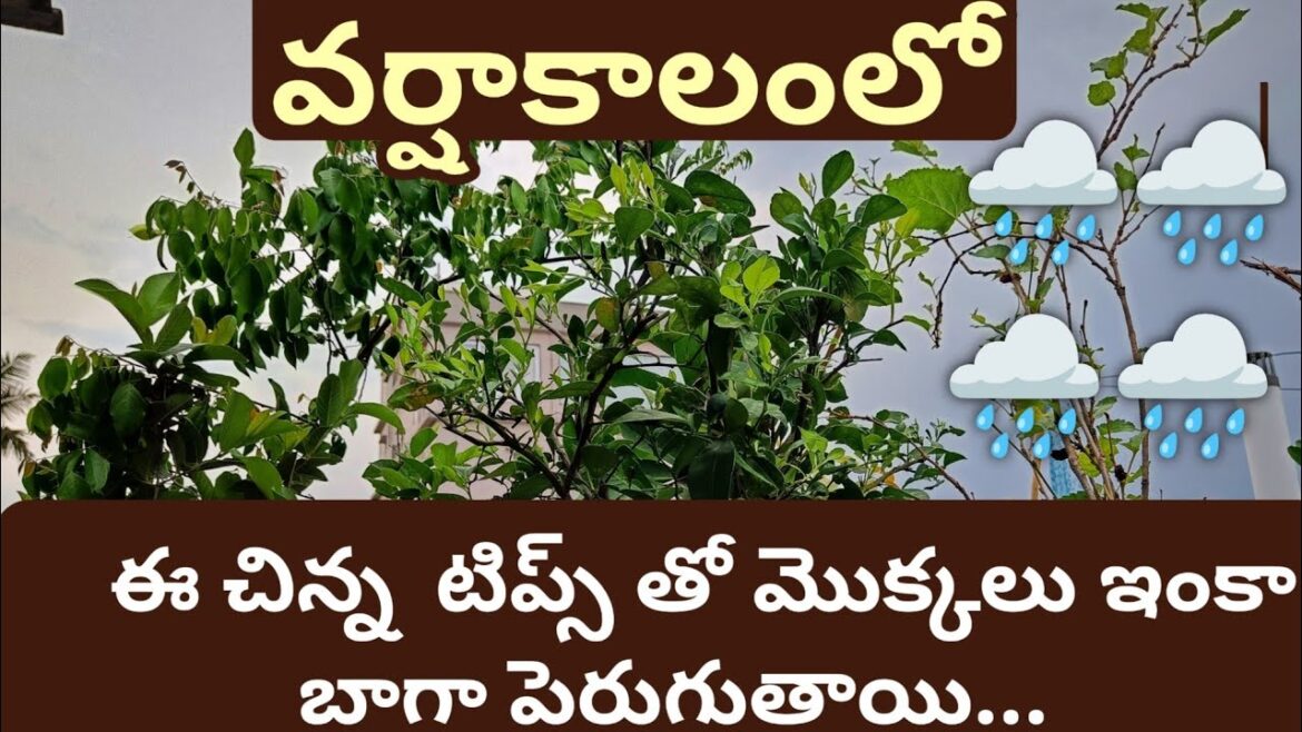 వర్షాకాలంలో మిద్దె తోటలో ఈ చిన్న టిప్స్ పాటిద్దాం/Rainy season gardening | gardening tips in telugu