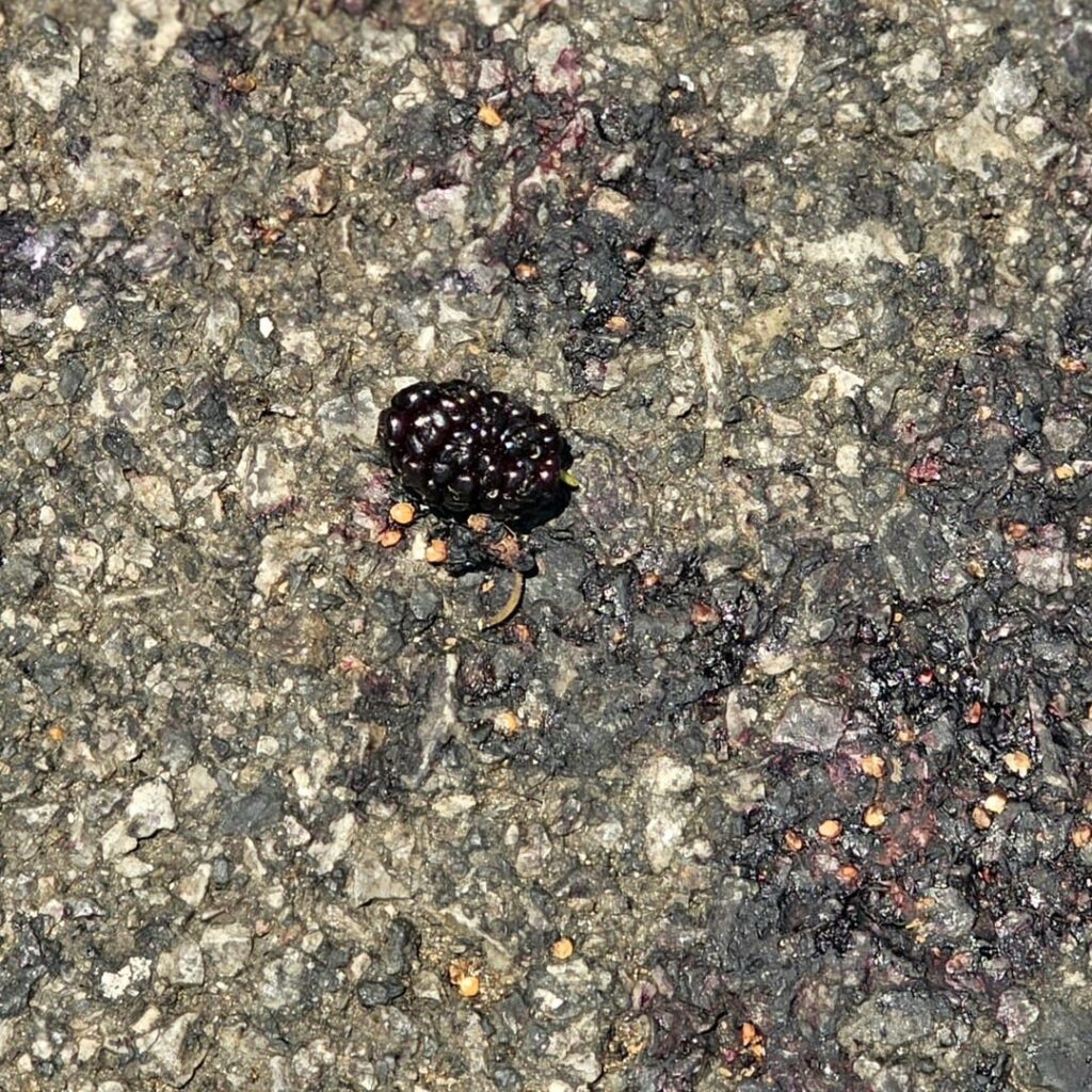 What kind of berries are these? What kind of berries are these?