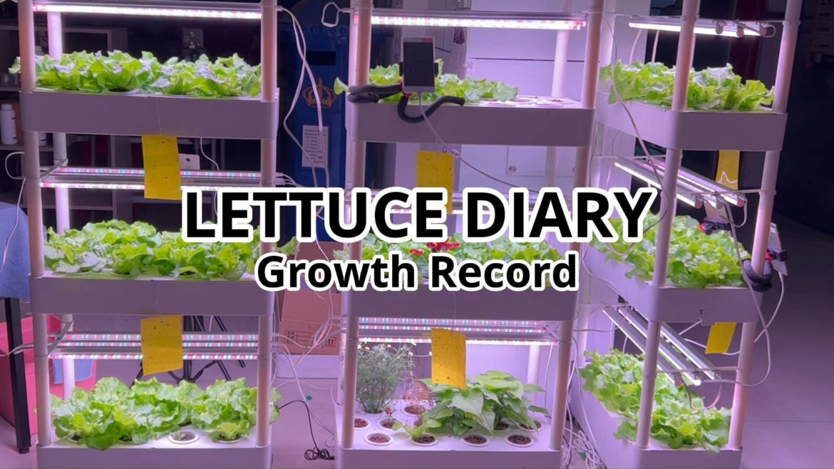 Setting up Timelapse using phones