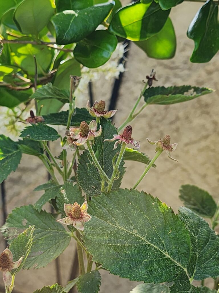 Blackberry flowered, but fruit didn't grow. HELP!