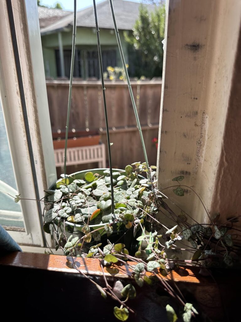 Is it okay for my ceropegia woodii to get direct morning sunlight for two or three hours for 4 or 3 times a week?