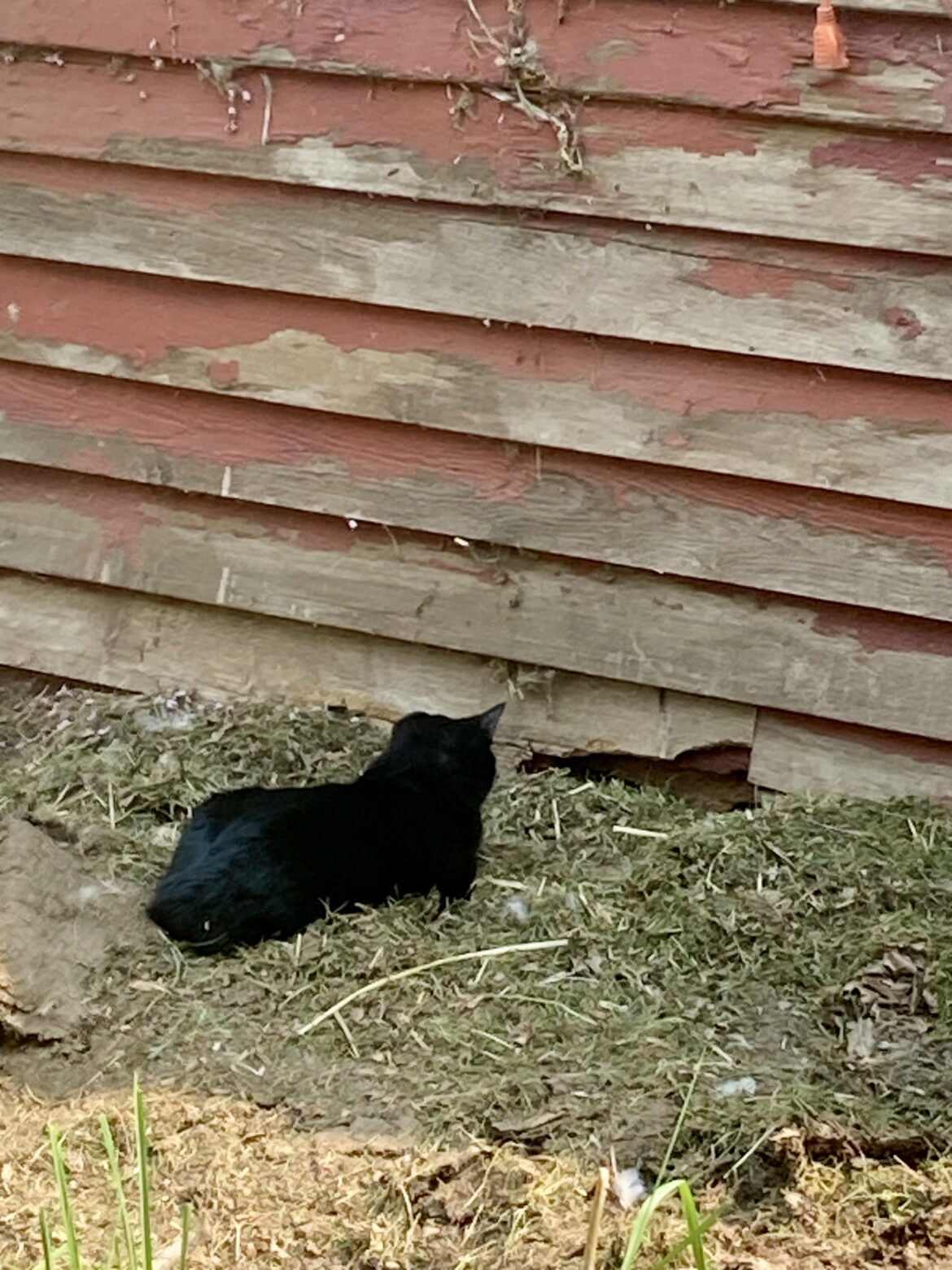 Waiting on some serious Tom & Jerry to go down.