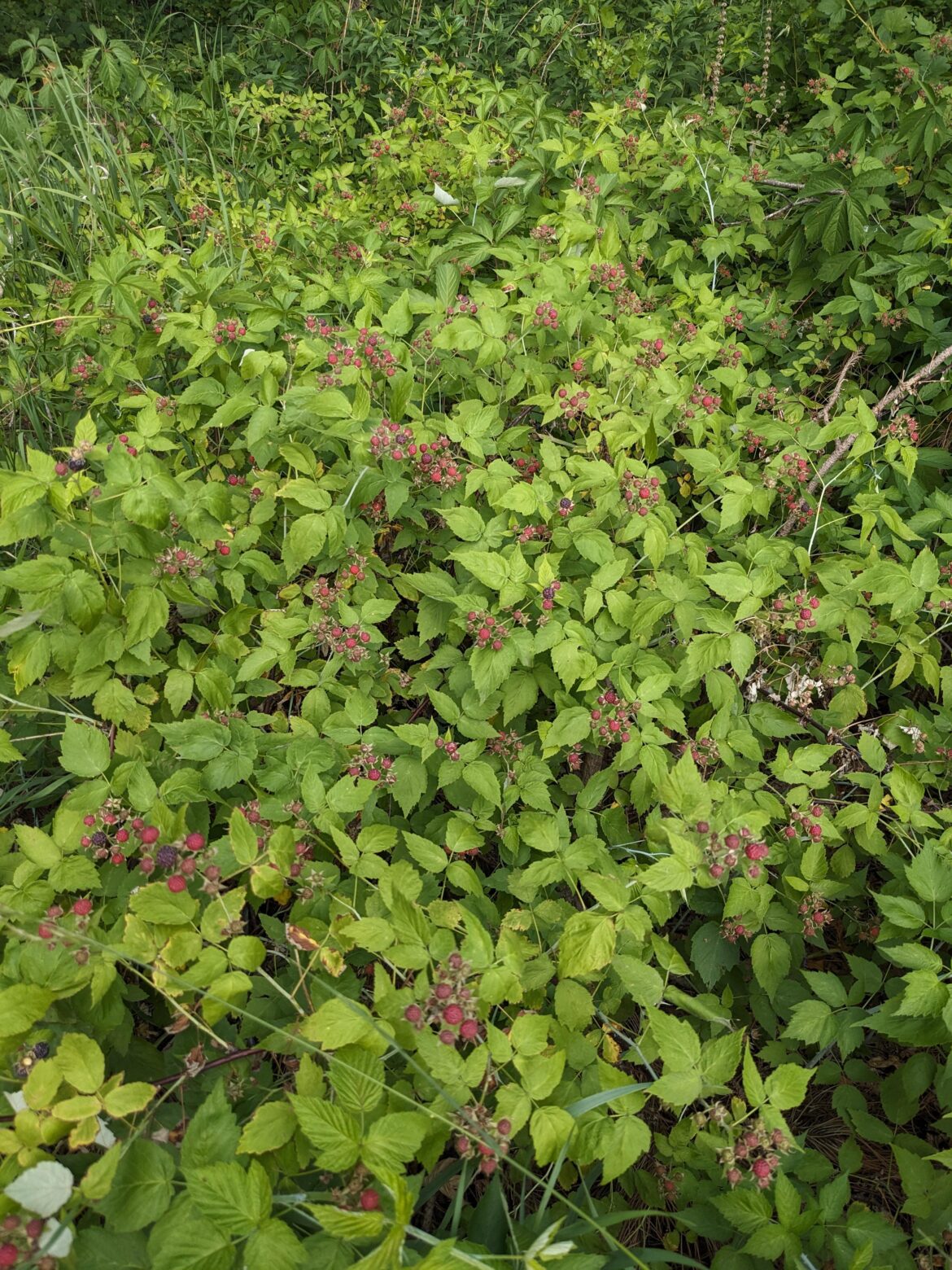 Is this too many? I don't know anything