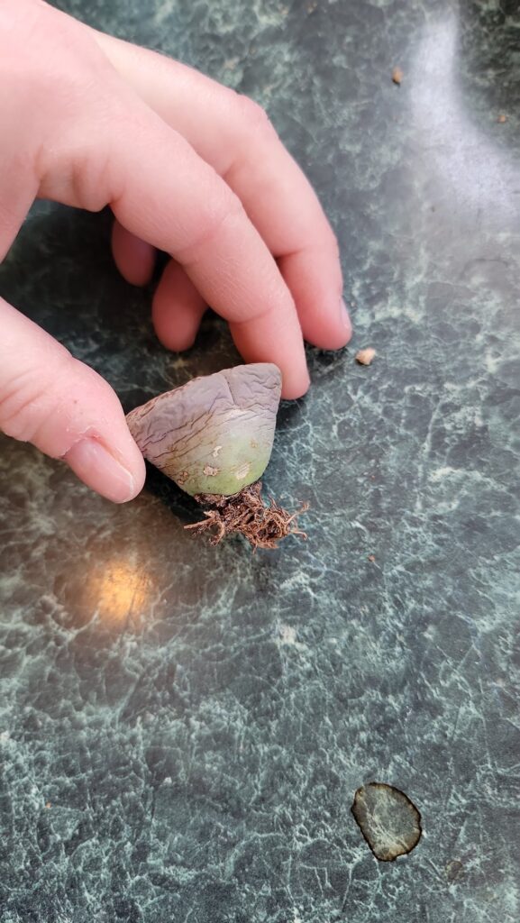 To water or not to water? To water or not to water?