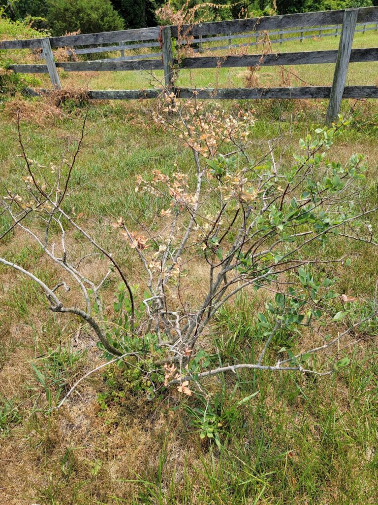 Can I save these blueberries?