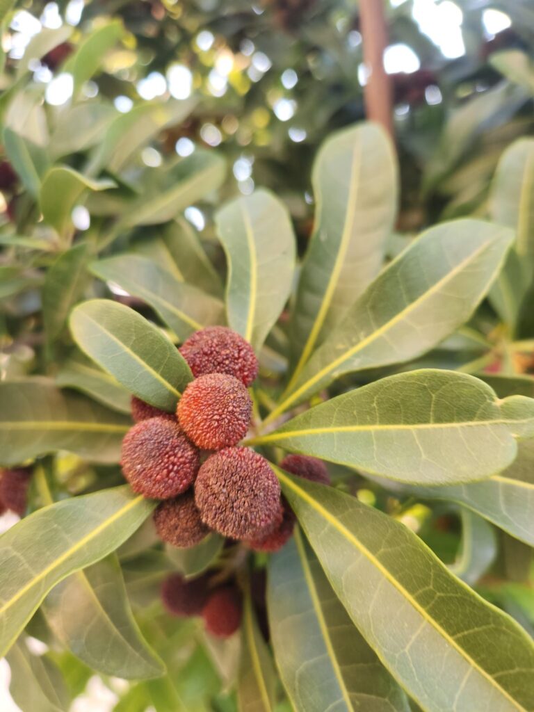 Can someone ID these? I am in japan, don't know if it's edible