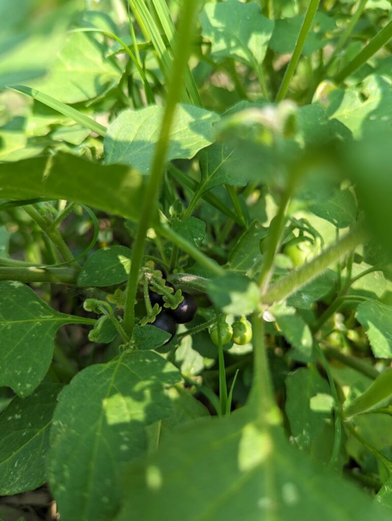 Solanum nigrum
