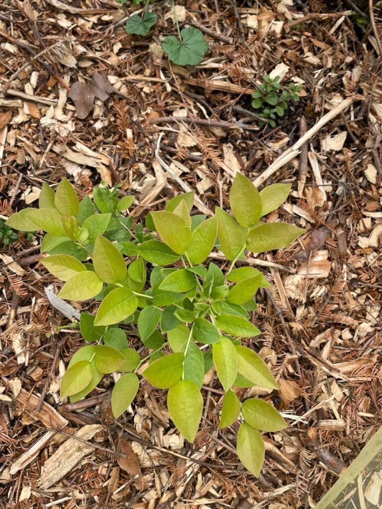Are these Blueberry Plants Healthy (Cross-Post from r/Gardening)