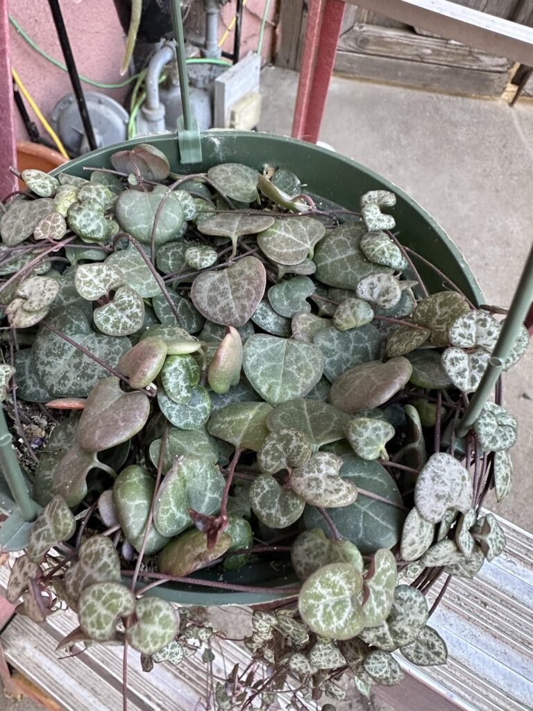 My ceropegia woodii, I got a week ago and I put it on a east facing window outdoor with the rest.🌵