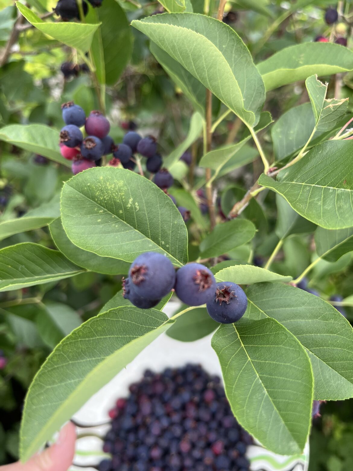 It’s the best time of the year, Serviceberry time.