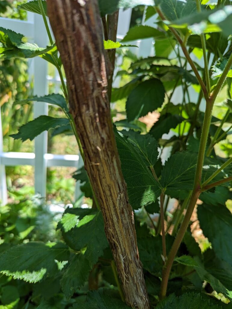 Blackberry cane: Why so bark-y? Trauma or disease?