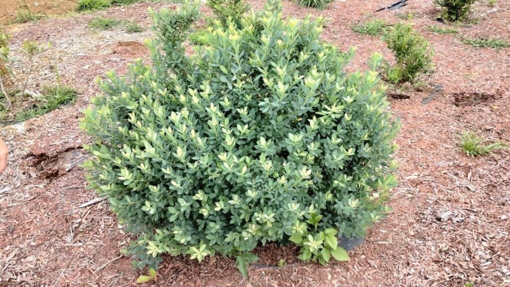 Identification of Blueberry