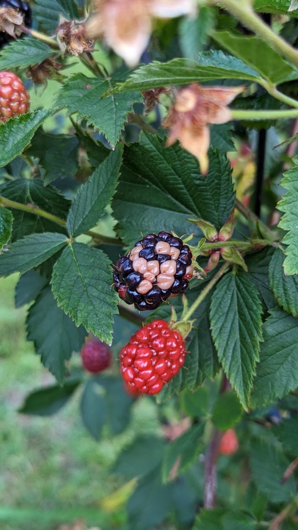 What kinda berry vampirism is this??