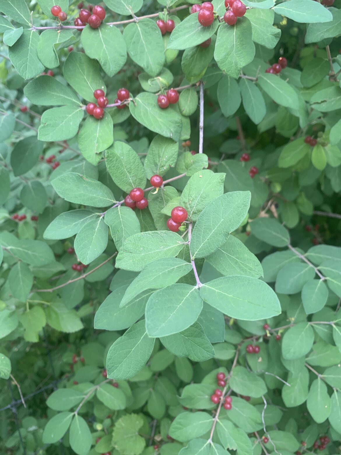 Central PA berries